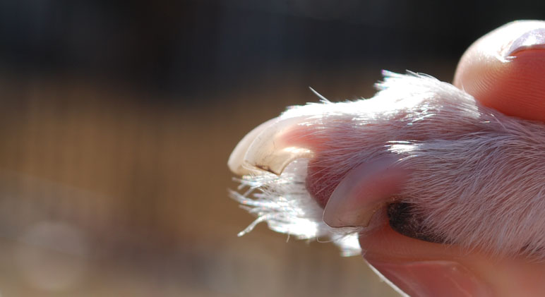How To Cut Your Dog's Nails (Without Being Afraid) - Proud Dog Mom
