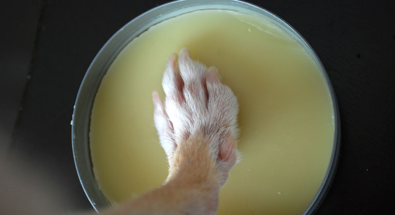 paw pad wax