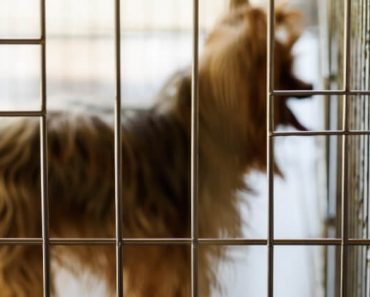 Crates offer a controlled setting when your full attention can’t be on Fido. See the benefits of the crate, my 5-step crate training plan, & crate types.