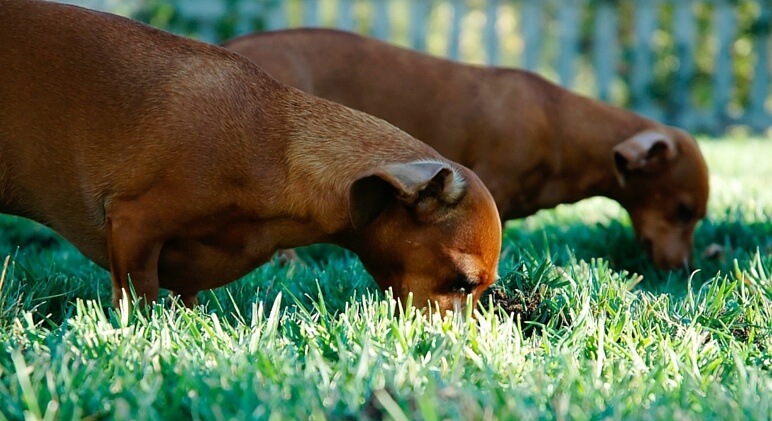 6 Reasons Dogs Dig