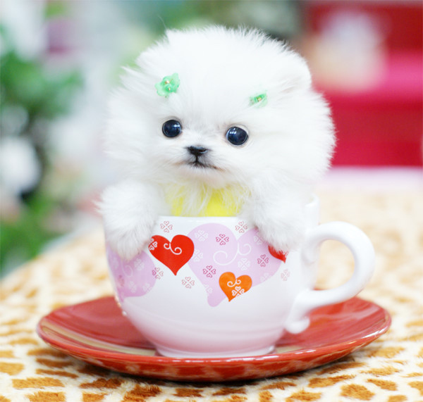 Pups in cups 5