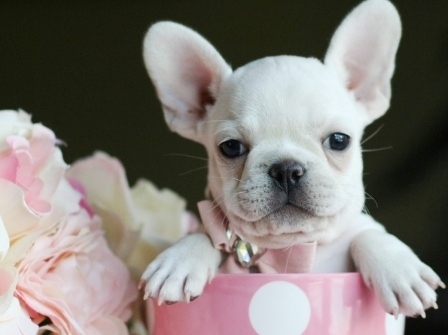 Pups in Cups 4
