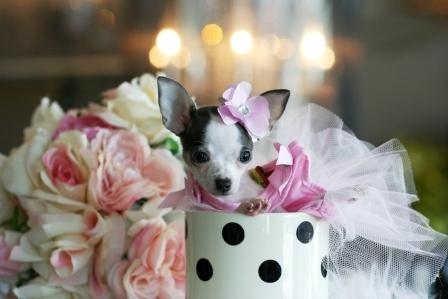 pups in cups 3