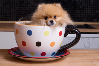 pups in cups 11