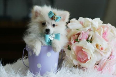 Pups in cups 7