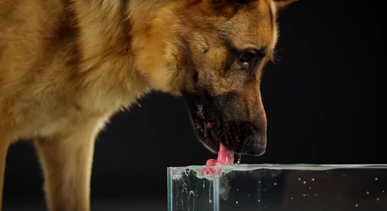 Video of Dog Drinking Water In Slow Motion Is Fascinating - Proud Dog Mom