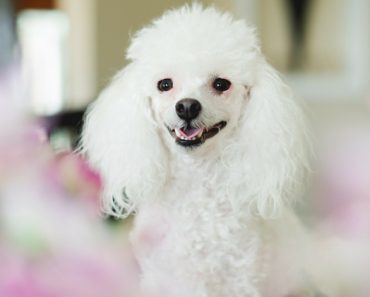 It's common for puppies to excited pee since they can't fully control their bladders. Until they mature, find out what you can do to stop excited peeing. 