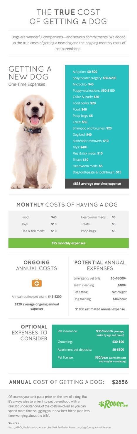 cost of owning a dog