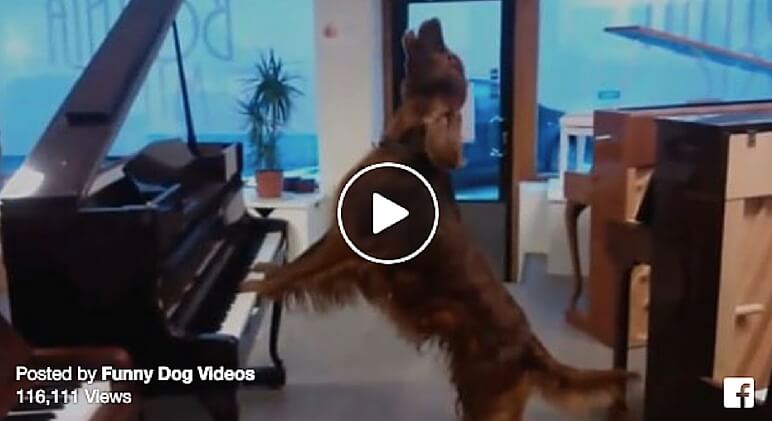 8 Funny Dog Videos To Get You Laughing