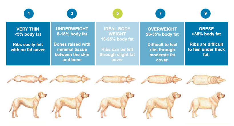How do you know if your dog is a healthy weight?