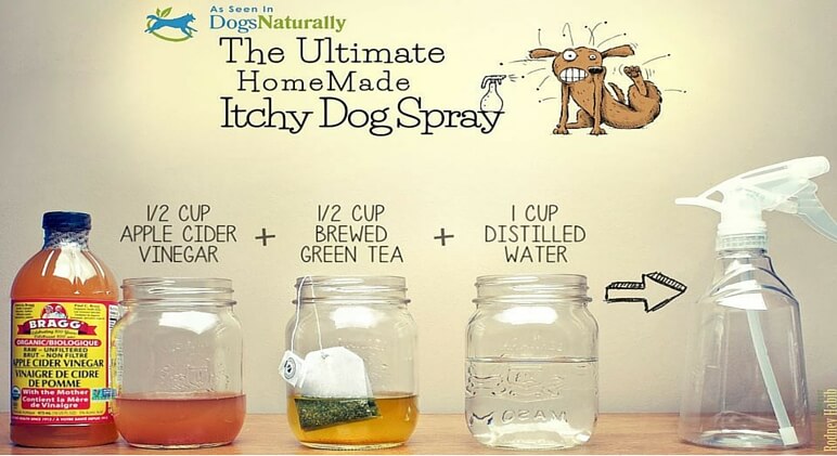 DIY Natural Anti-Itch Spray For Dogs