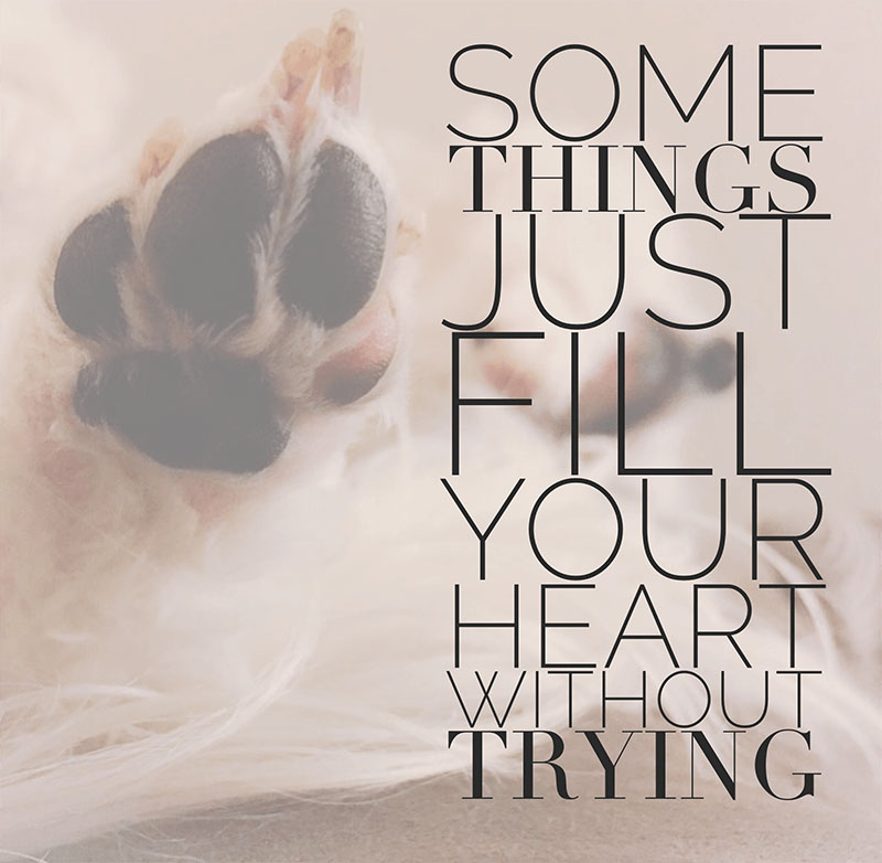 Dog Quotes - Heart