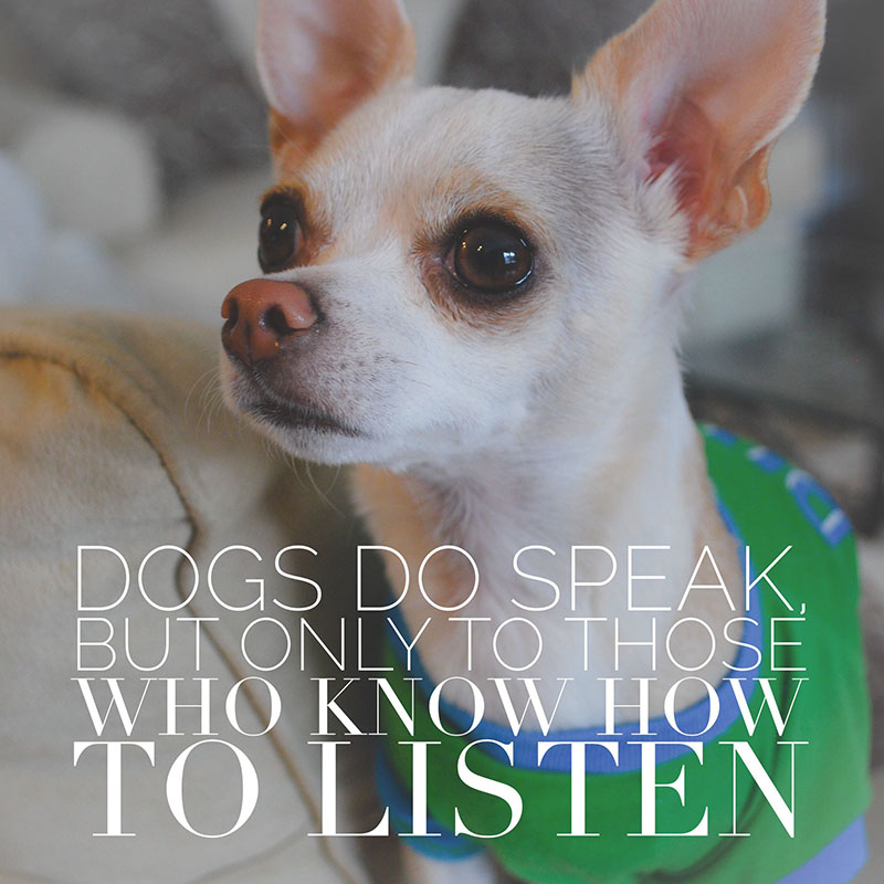 Dog Quotes - Speak