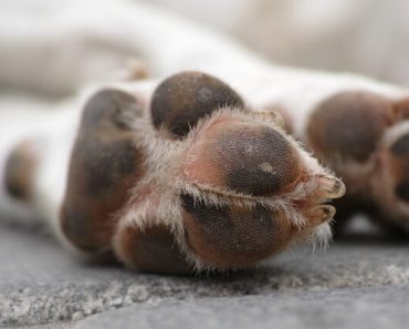 Does your dog constantly bite and lick his paws? If you answered yes, you’re not alone. Find out the most common cause and what you can do for your pup!