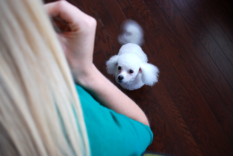 dognition-assessment-eye-contact