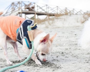 Dogs love to dig -- it's an instinct-driven habit and completely normal. But that doesn't make it any less frustrating. Find out 6 common reasons dogs dig!