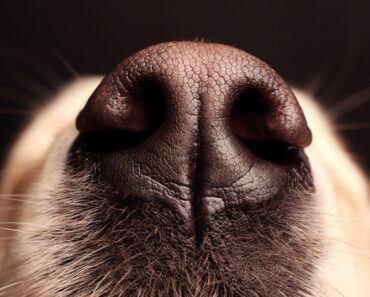 There are several reasons why a dog's nose is wet or dry. Find out the main causes of a moist nose. Plus, why some dogs experience dryness and cracking.