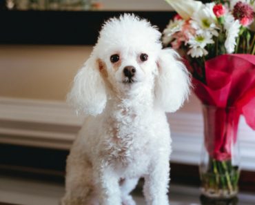 Most dog moms know there are a plethora of plants that our pups should avoid. Check out this infographic to see 199 poisonous plants to watch out for!