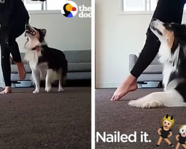WATCH: Irish Step Dancing Dog Has Got Some Serious Moves!