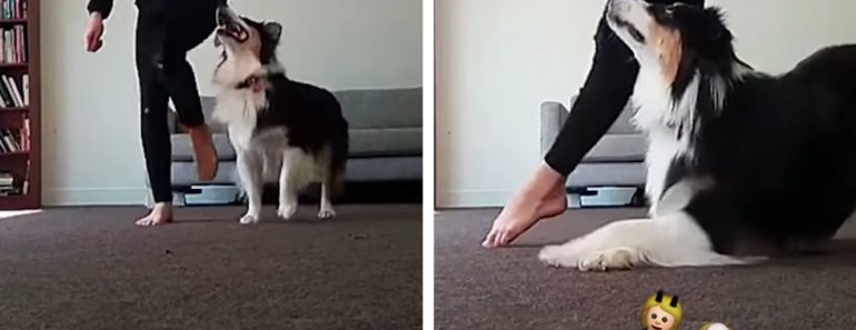 WATCH: Irish Step Dancing Dog Has Got Some Serious Moves!