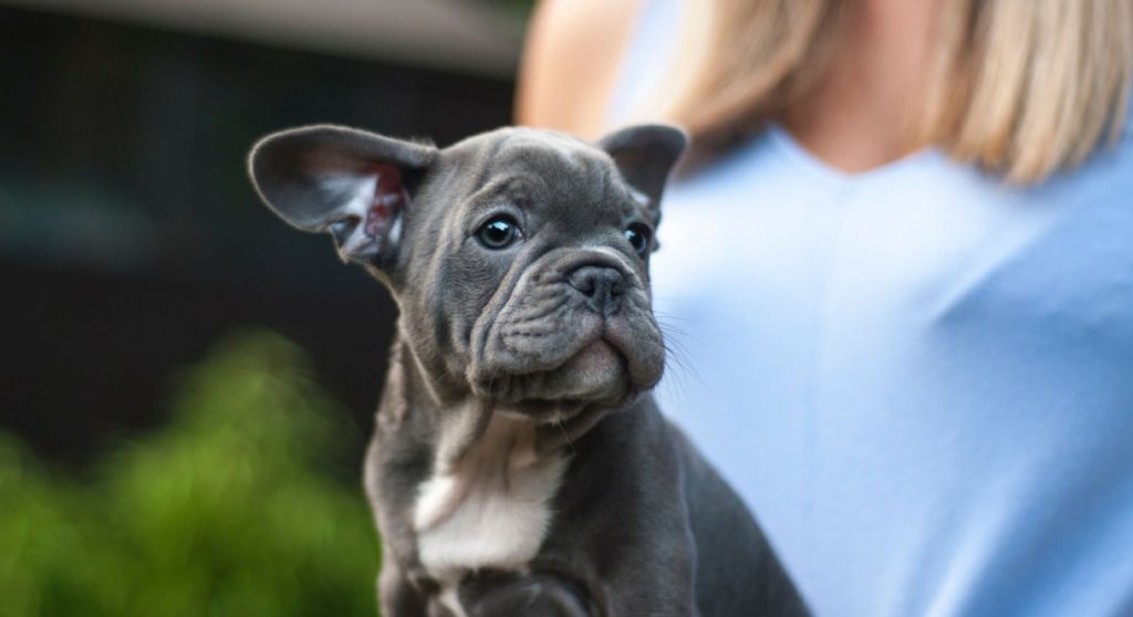 7 Ways To Socialize Your New Puppy