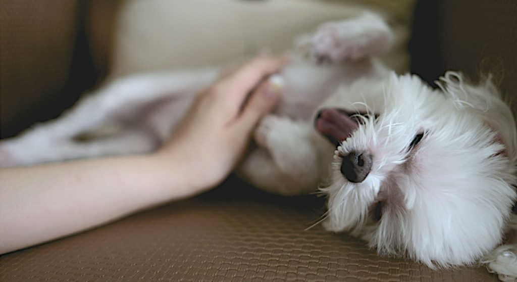 Traveling With Your Dog? 12 Pet-Friendly Hotel Etiquette Tips!