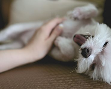 Traveling With Your Dog? 12 Pet-Friendly Hotel Etiquette Tips!