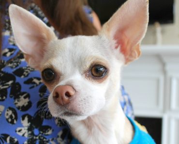 What I Learned When My Dog Got Stung By A Bee