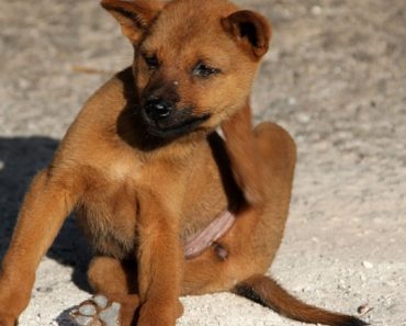 Is your dog constantly scratching or biting at his body, paws, and face? Find out the top five reasons why dogs get itchy and what you can do about it!