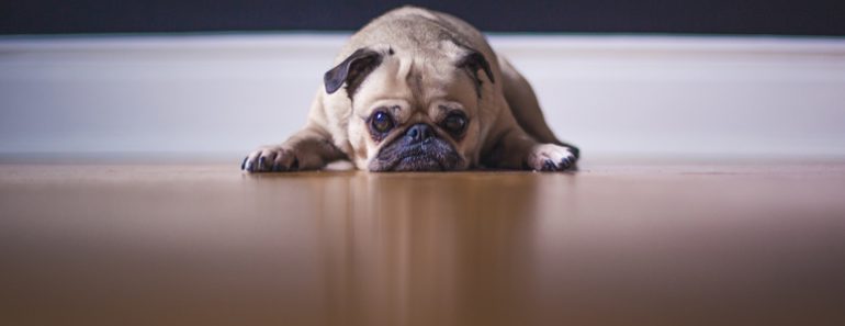 Read on to find out the causes and symptoms of dog flu. Plus, scroll down to the bottom for a quick overview of the recent 2017 outbreak.