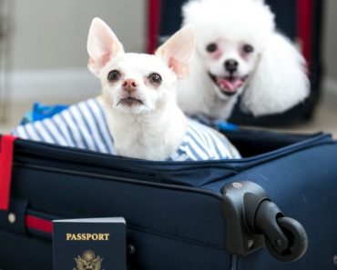 Planning on traveling abroad and want your pooch to tag along? There are some things you need to know before booking your flight. Read on!