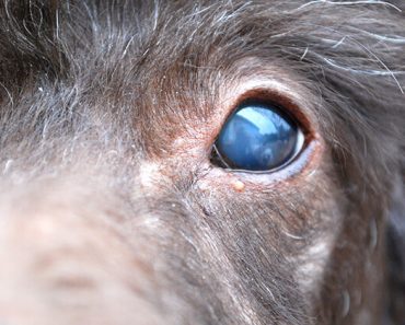 Are you beginning to notice changes to your dog's eyes? Find out five common conditions that can cause blue and/or cloudy eyes in dogs.