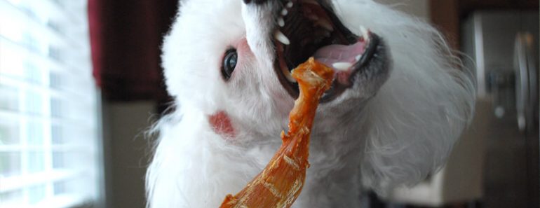 Have you ever gone to share food with your canine companion and thought to yourself: "Can my dog eat this?!" Take our food quiz.