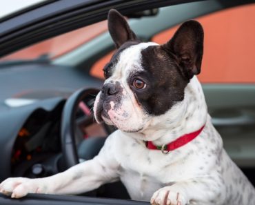One North Carolina veterinarian sits in a hot car to show pet parents just how brutal it can be for a trapped dog. Watch the eye-opening video here.
