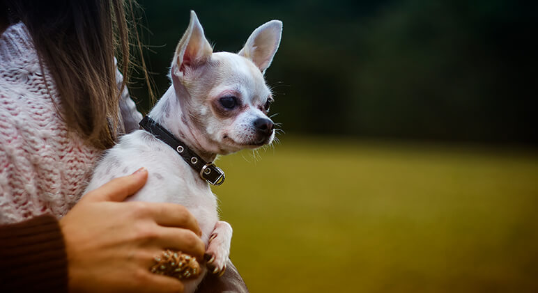 The Chihuahua is the second most euthanized dog breed in the U.S. Often times, it's because the family doesn't know how to deal with their big personality.