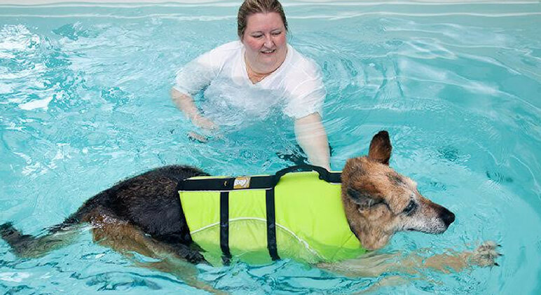 Have you ever heard of canine water therapy? Check out this Q&A with a licensed professional and find out how your dog can benefit!