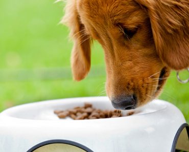 As more and more people are ditching gluten and grains when cooking their own meals, a lot are also switching their dogs to a gluten-free / grain-free diet.