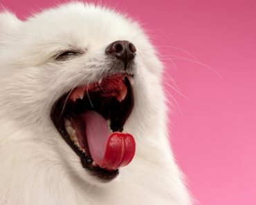 A dog yawn doesn't necessarily mean the same thing as a human yawn. Read on to find out the various reasons dogs yawn and decode canine body language.