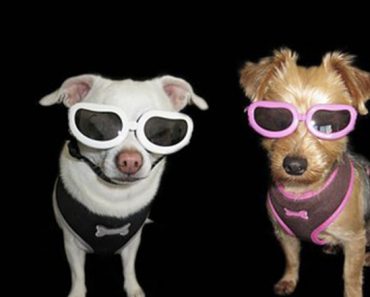 Everyone is talking about the solar eclipse. Along with protecting your own eyes, what about Fido's? Read on to find out how you can protect your pooch.