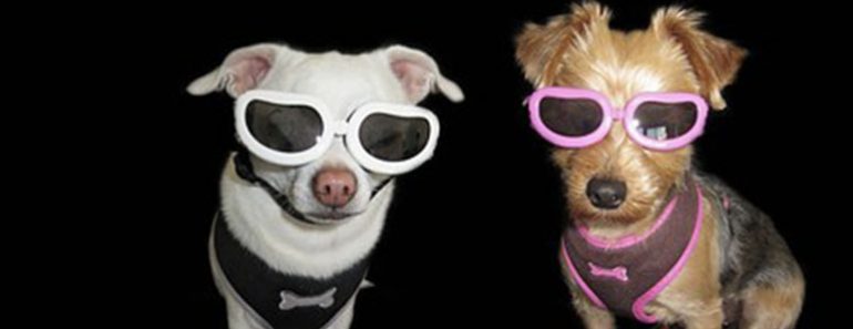 Everyone is talking about the solar eclipse. Along with protecting your own eyes, what about Fido's? Read on to find out how you can protect your pooch.