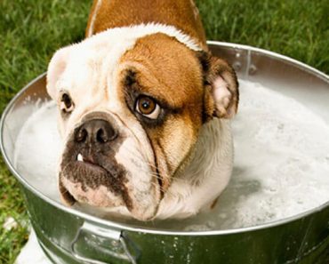 Would you know what to do if your dog got sprayed by a skunk? Check out the top tips, plus a powerful de-skunking recipe!