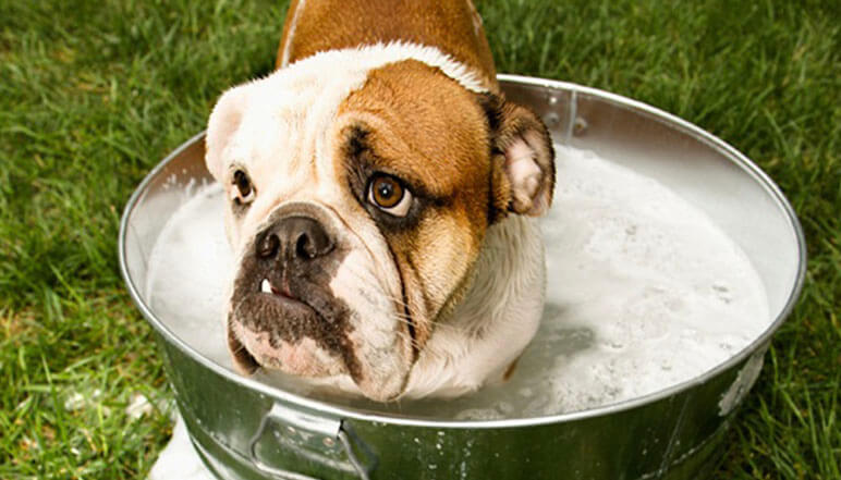 Would you know what to do if your dog got sprayed by a skunk? Check out the top tips, plus a powerful de-skunking recipe!