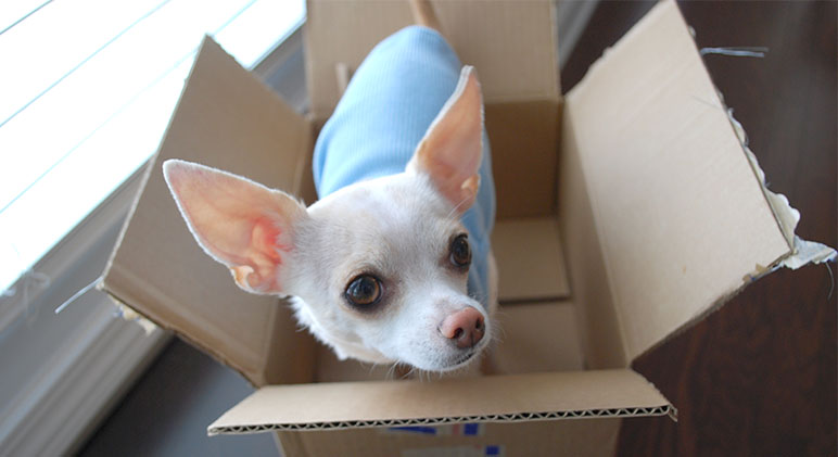 Moving is tough on every member of the family, including the ones with fur and four legs. Find out tips to make the moving process easier on your fur kid.