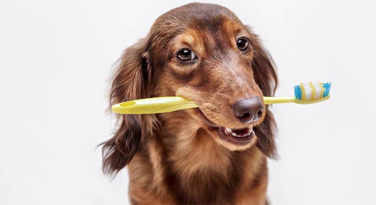 Make teeth brushing part of your dog's daily routine. See what tools you'll need and a step-by-step guide to make the process easier on you and your dog.