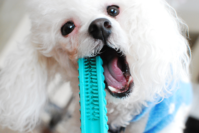 brushee dog toothbrush