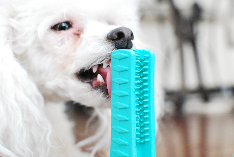 brushee dog toothbrush