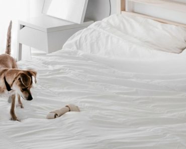 Thinking of getting your dog a few bones this holiday? You may want to think again. See the warnings from the FDA. Plus, a safer alternative!