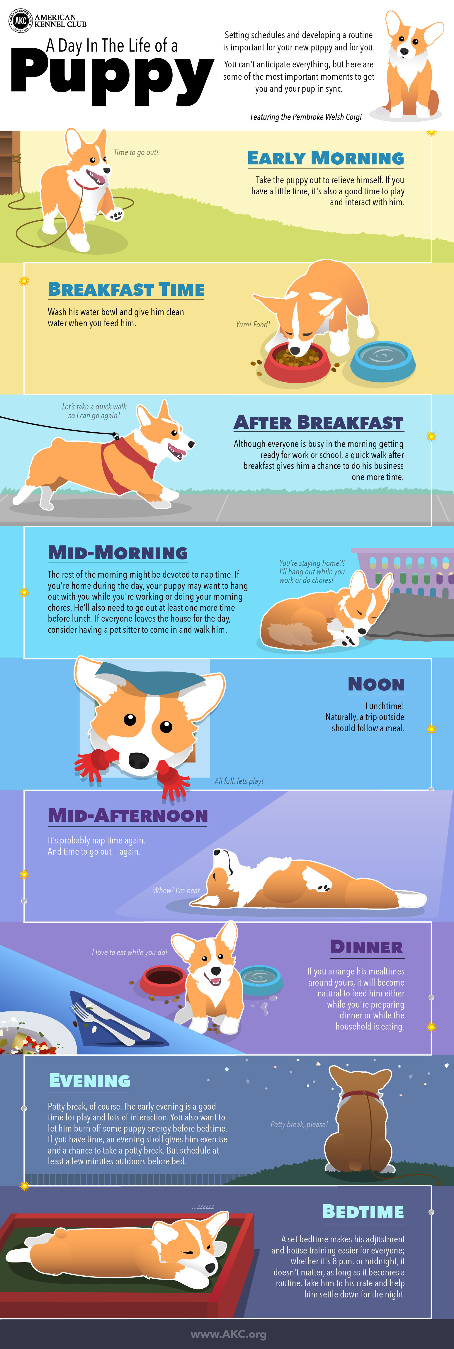 Why Developing A Daily Schedule For Your New Puppy Is The Key To Success