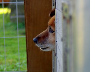 It's officially the season of giving and what's more satisfying than helping out shelter dogs in need? Check out six creative ways you can make an impact!