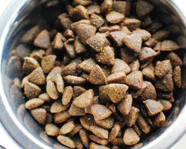 When it comes to mealtime, do you fill your dog's bowl with kibble? If so, there are some things to consider. Read on for selection and storage tips!